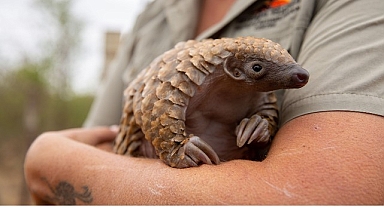 ‘Yavru Hayvanları Kurtarma’, 27 Ağustos Çarşamba 20.00’de National Geographic WILD Ekranlarında!