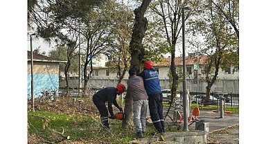 Bakırköy Belediyesi’nden Teke Böceğine Karşı Etkin Mücadele