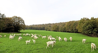 Süt otu desteği meraları berekete kavuşturdu